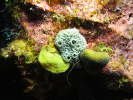 088 Encrusting Sponge IMG 6031